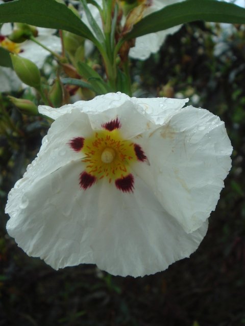 Cistus ladanifer fleur